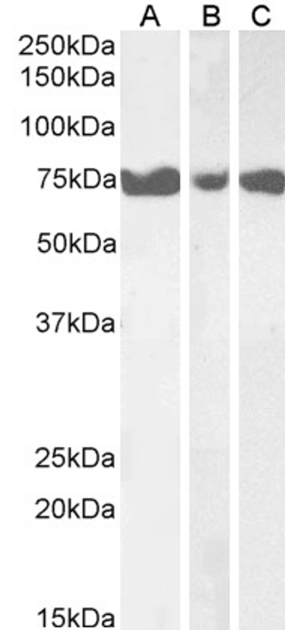 46-768 (1ug/ml) staining of HeLa lysate (35ug protein in RIPA buffer) . Primary incubation was 1 hour. Detected by chemiluminescence.