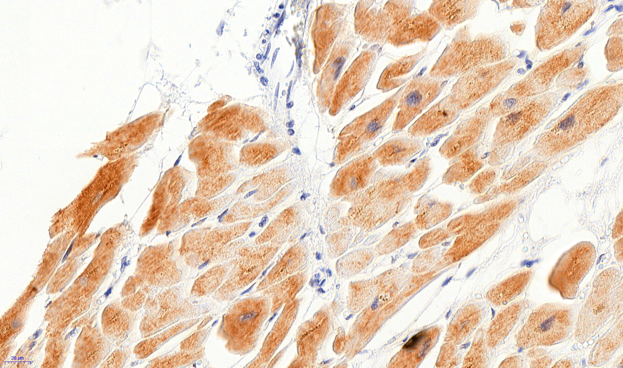 46-777 (5ug/ml) staining of paraffin embedded Human Heart. Steamed antigen retrieval with citrate buffer pH 6, AP-staining. Data obtained from previous batch.