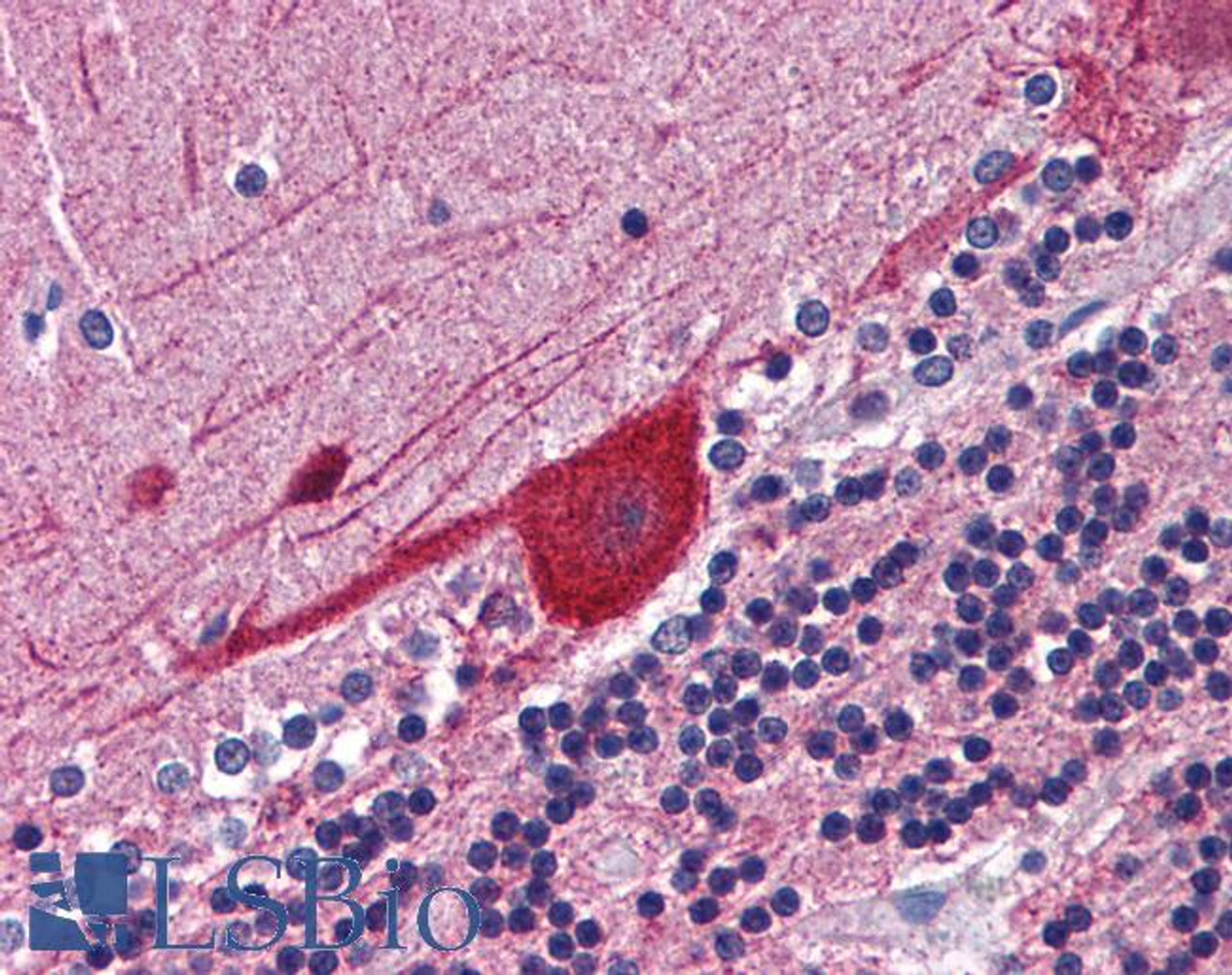 46-782 (0.01ug/ml) staining of Human Placenta lysate (35ug protein in RIPA buffer) . Detected by chemiluminescence.