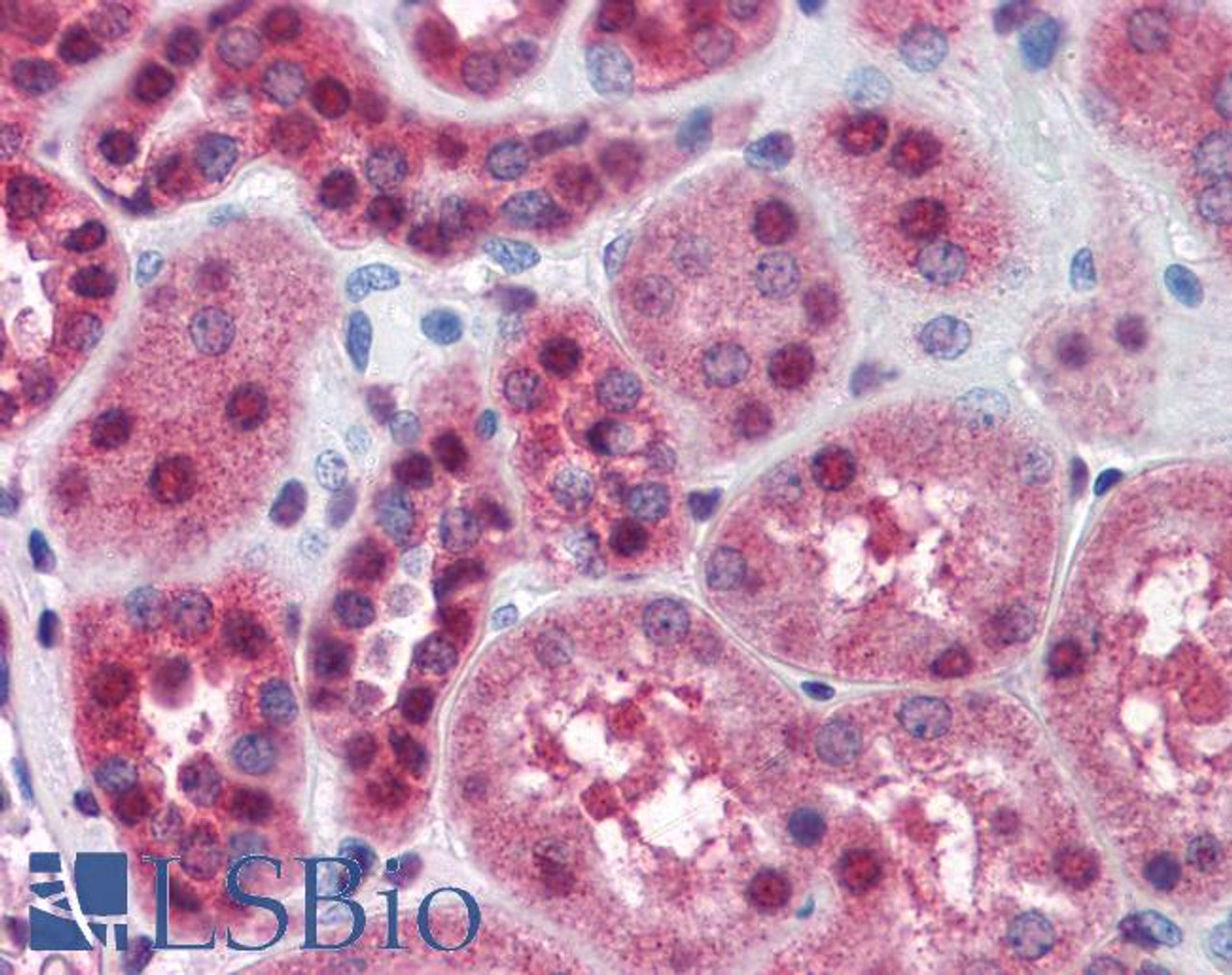 46-783 (2.5ug/ml) staining of paraffin embedded Human Cortex. Steamed antigen retrieval with citrate buffer pH 6, AP-staining.