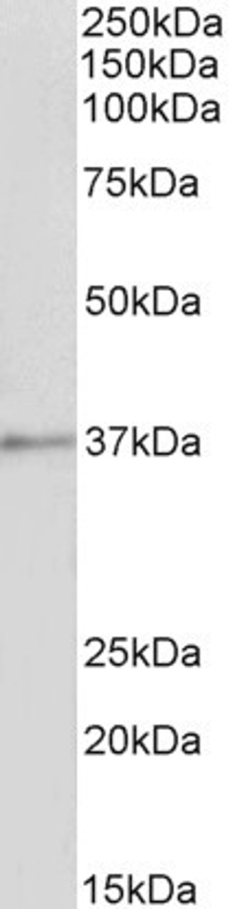 46-785 (1ug/ml) staining of K562 (A) and NIH3T3 (B) lysates (35ug protein in RIPA buffer) . Primary incubation was 1 hour. Detected by chemiluminescence