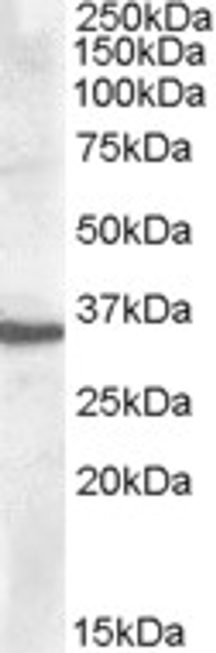 46-795 (0.2ug/ml) staining of Human Kidney lysate (35ug protein in RIPA buffer) . Detected by chemiluminescence.