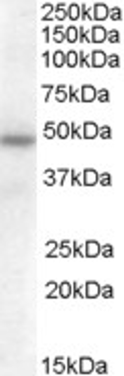 46-813 (1ug/ml) staining of Mouse Kidney lysate (35ug protein in RIPA buffer) with (B) and without (A) blocking with the immunising peptide. Primary incubation was 1 hour. Detected by chemiluminescence.