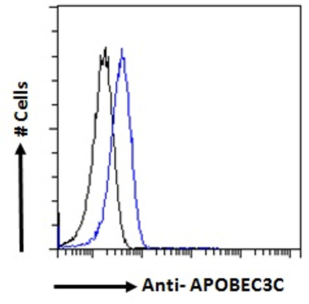 46-820 (1ug/ml) staining of Human Heart lysate (35ug protein in RIPA buffer) . Primary incubation was 1 hour. Detected by chemiluminescence.