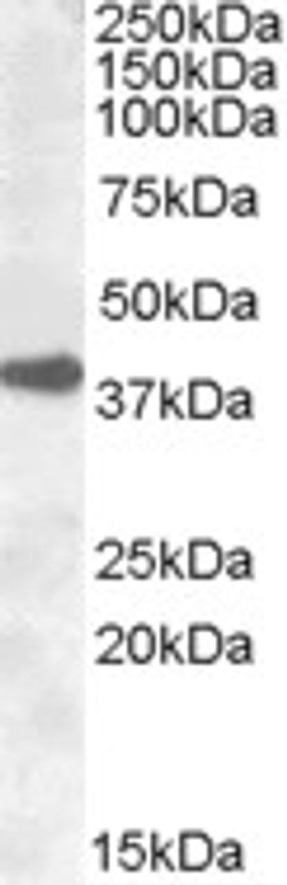 46-850 (3.8ug/ml) staining of paraffin embedded Human Small Intestine. Steamed antigen retrieval with citrate buffer pH 6, AP-staining.