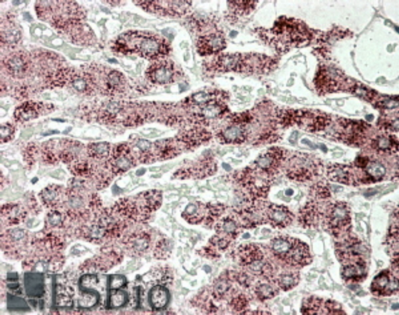 46-860 (3.8ug/ml) staining of paraffin embedded Human Adrenal Gland. Steamed antigen retrieval with citrate buffer pH 6, AP-staining.
