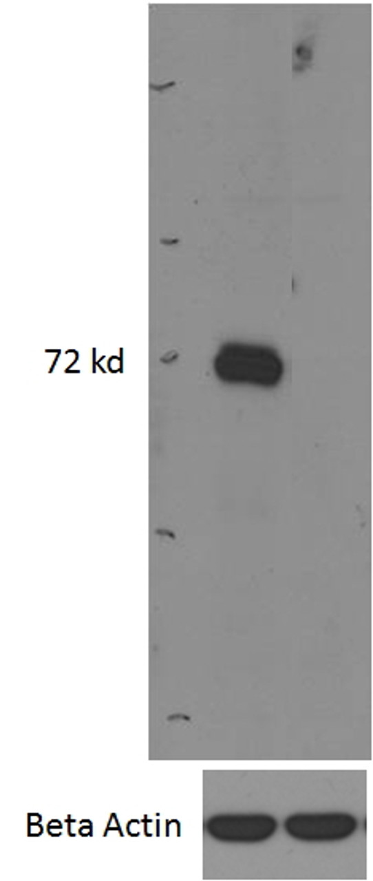 46-870 (2.5ug/ml) staining of paraffin embedded Human Thymus. Steamed antigen retrieval with citrate buffer pH 6, AP-staining.
