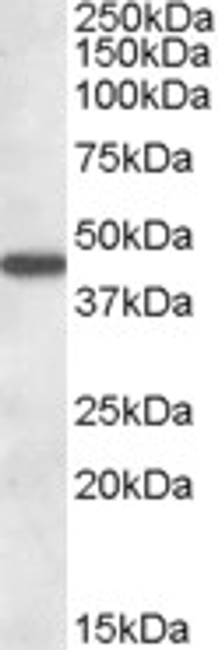 46-880 (1.5ug/ml) staining of paraffin embedded Human Cerebellum. Steamed antigen retrieval with citrate buffer pH 6, AP-staining.