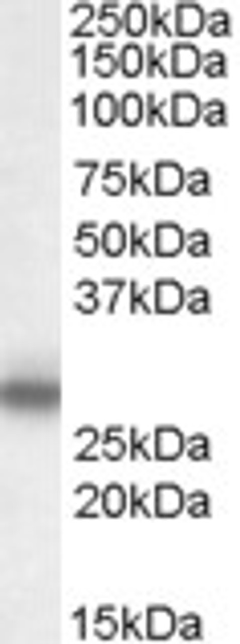 46-891 (0.5ug/ml) staining of Heart lysate (35ug protein in RIPA buffer) with (B) and without (A) blocking with the immunising peptide. Primary incubation was 1 hour. Detected by chemiluminescence.