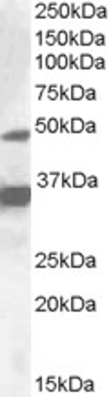 46-926 (3.75ug/ml) staining of paraffin embedded Human Small Intestine. Steamed antigen retrieval with citrate buffer pH 6, AP-staining. <strong>This data is from a previous batch, not on sale.</strong>