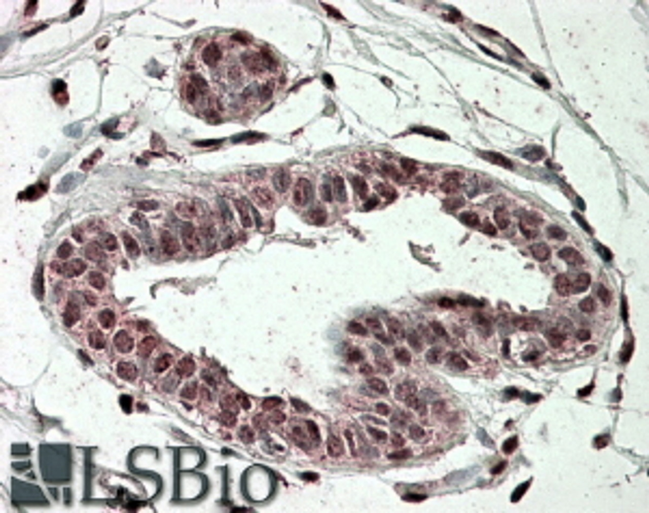 46-930 (1ug/ml) staining of HepG2 lysate (35ug protein in RIPA buffer) . Detected by chemiluminescence.