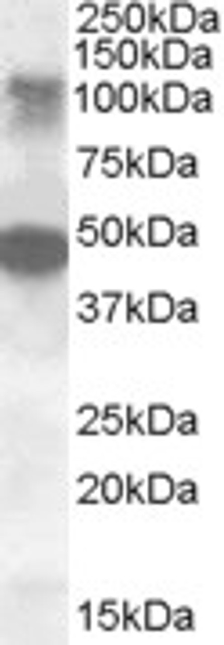 46-951 (0.1ug/ml) staining of Human Cerebral Cortex lysate (35ug protein in RIPA buffer) . Primary incubation was 1 hour. Detected by chemiluminescence.