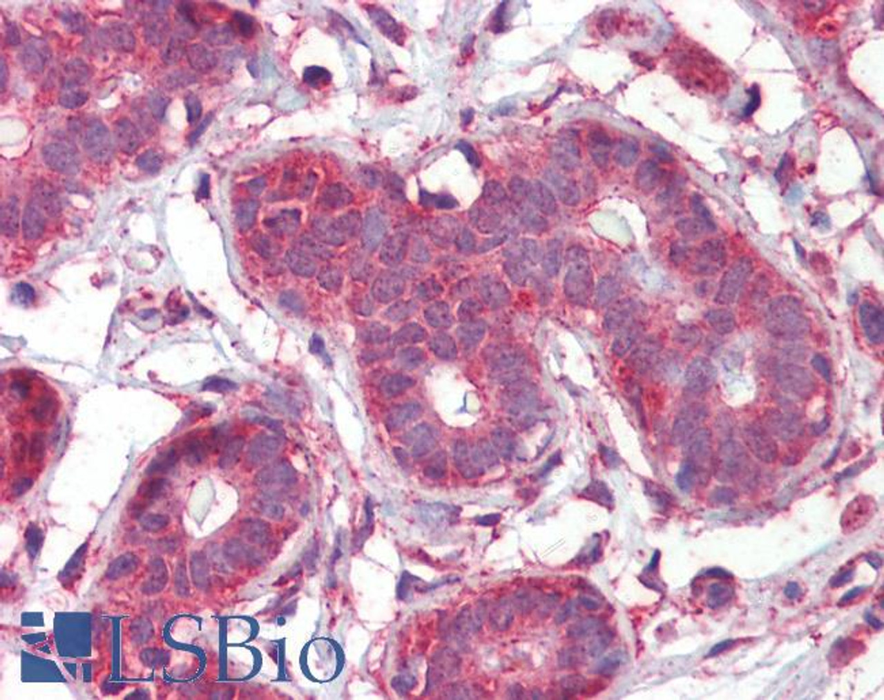 46-977 (3.75ug/ml) staining of paraffin embedded Human Placenta. Steamed antigen retrieval with citrate buffer pH 6, AP-staining.