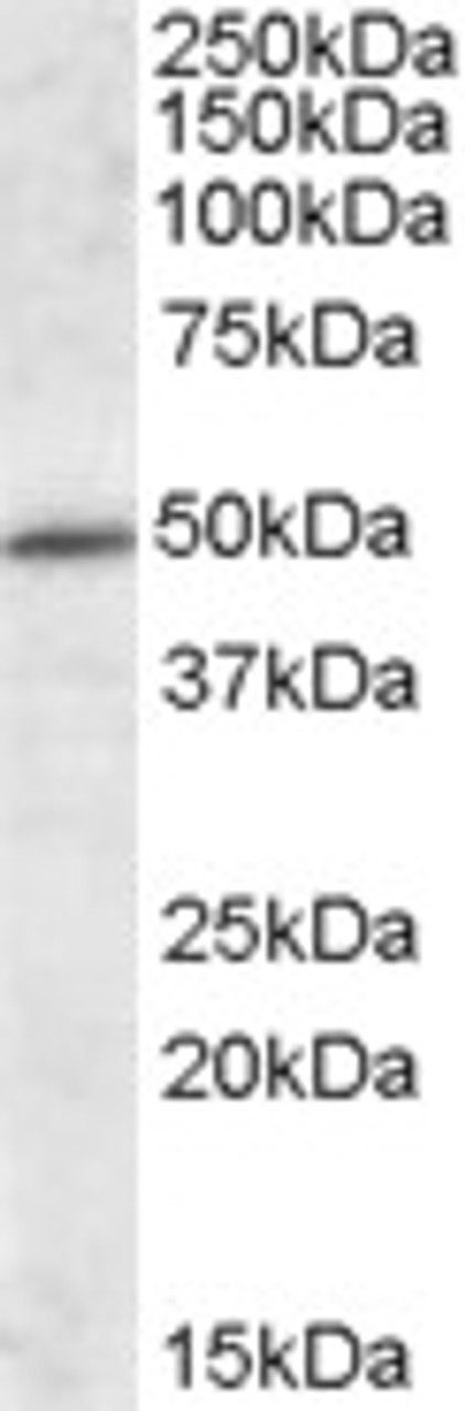 46-989 (0.1ug/ml) staining of Human Cerebral Cortex lysate (35ug protein in RIPA buffer) . Primary incubation was 1 hour. Detected by chemiluminescence.