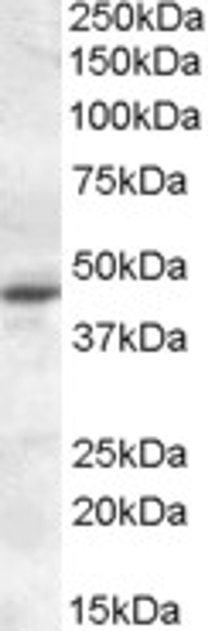 46-989 (3.8ug/ml) staining of paraffin embedded Human Cerebral Cortex. Steamed antigen retrieval with citrate buffer pH 6, AP-staining.