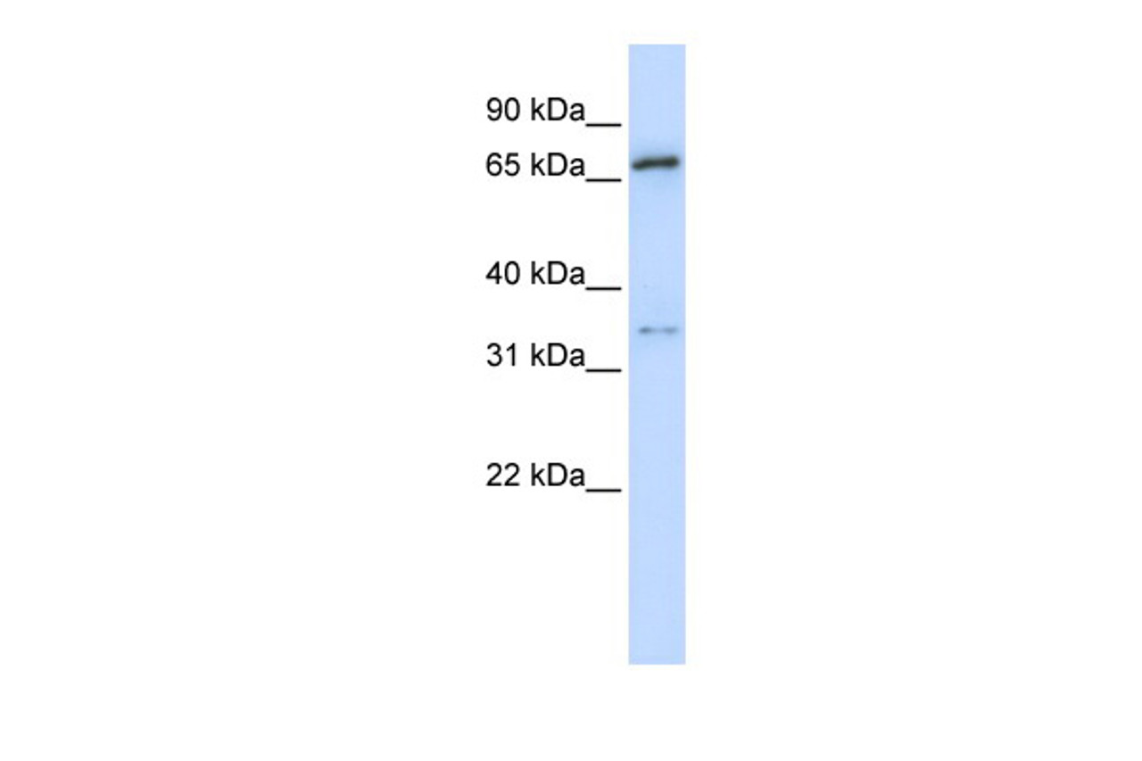 Antibody used in WB on Human HEK293T cells at 0.2-1 ug/ml.