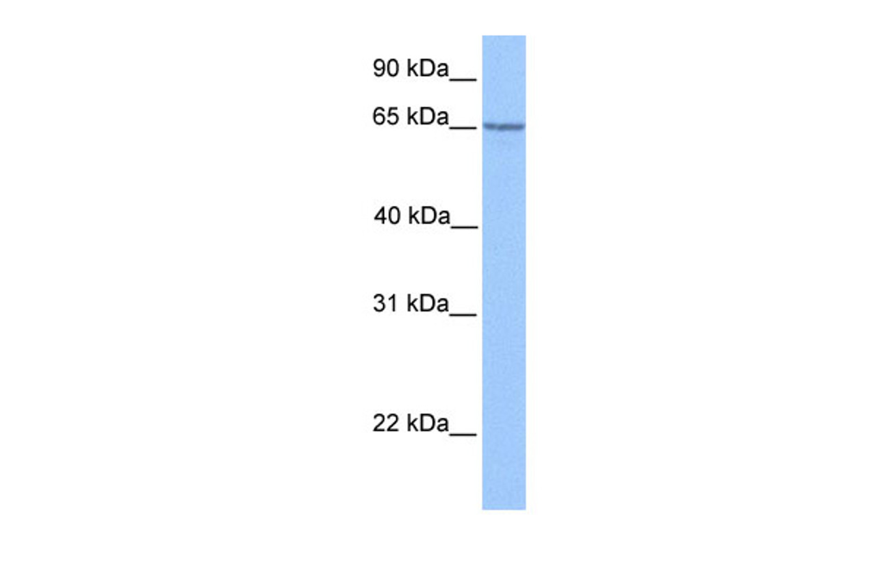 Antibody used in WB on Human HeLa at 1 ug/ml.