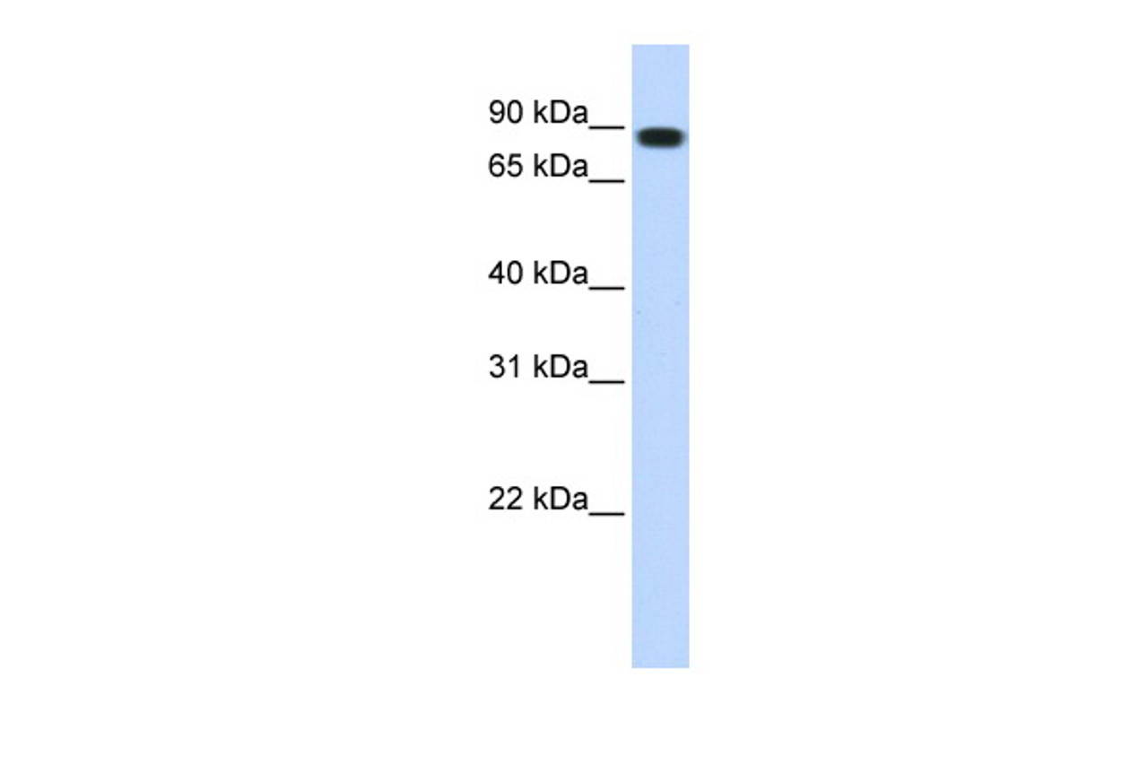 Antibody used in WB on Transfected 293T at 1 ug/ml.