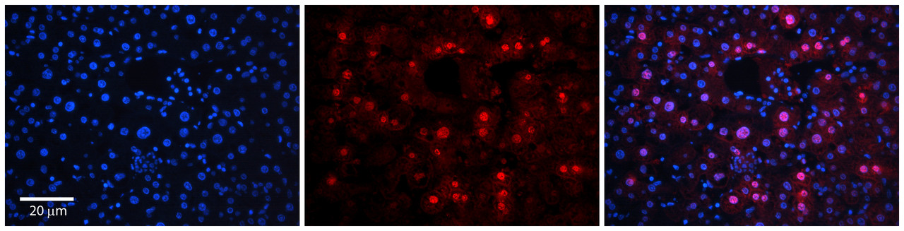 Antibody used in IHC on Human Adult Liver at 1:100.