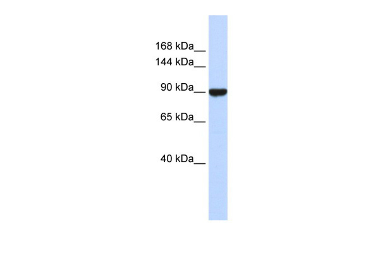 Antibody used in WB on Human Liver at 0.2-1 ug/ml.