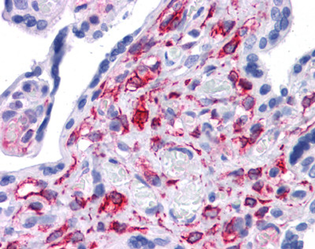 Antibody used in IHC on Human prostate at 5 ug/ml.