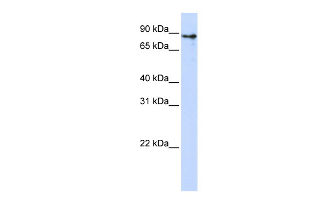 Antibody used in WB on Human 293T at 0.2-1 ug/ml.