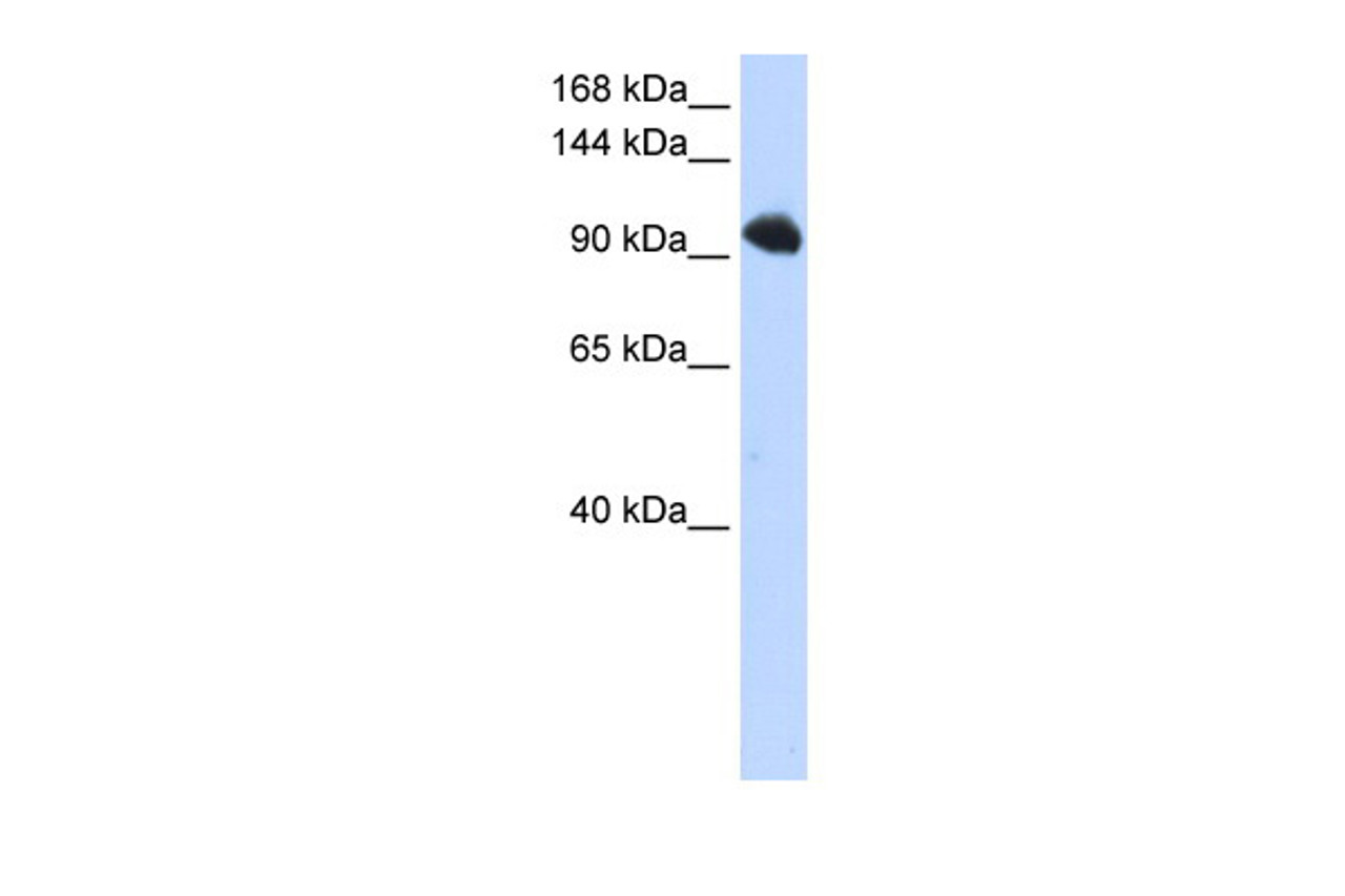 Antibody used in WB on Human HEK293T cells at 0.2-1 ug/ml.