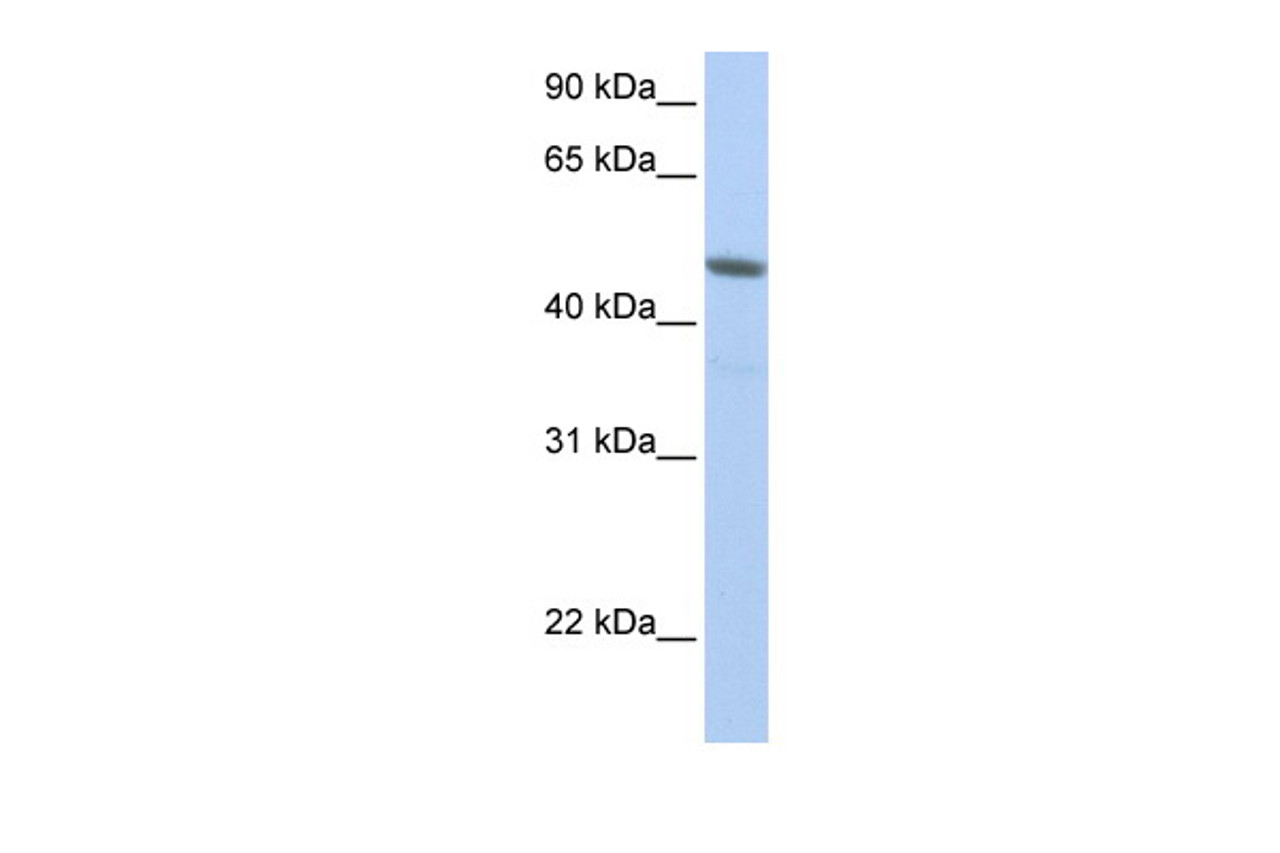 Antibody used in WB on Human HepG2 at 0.2-1 ug/ml.