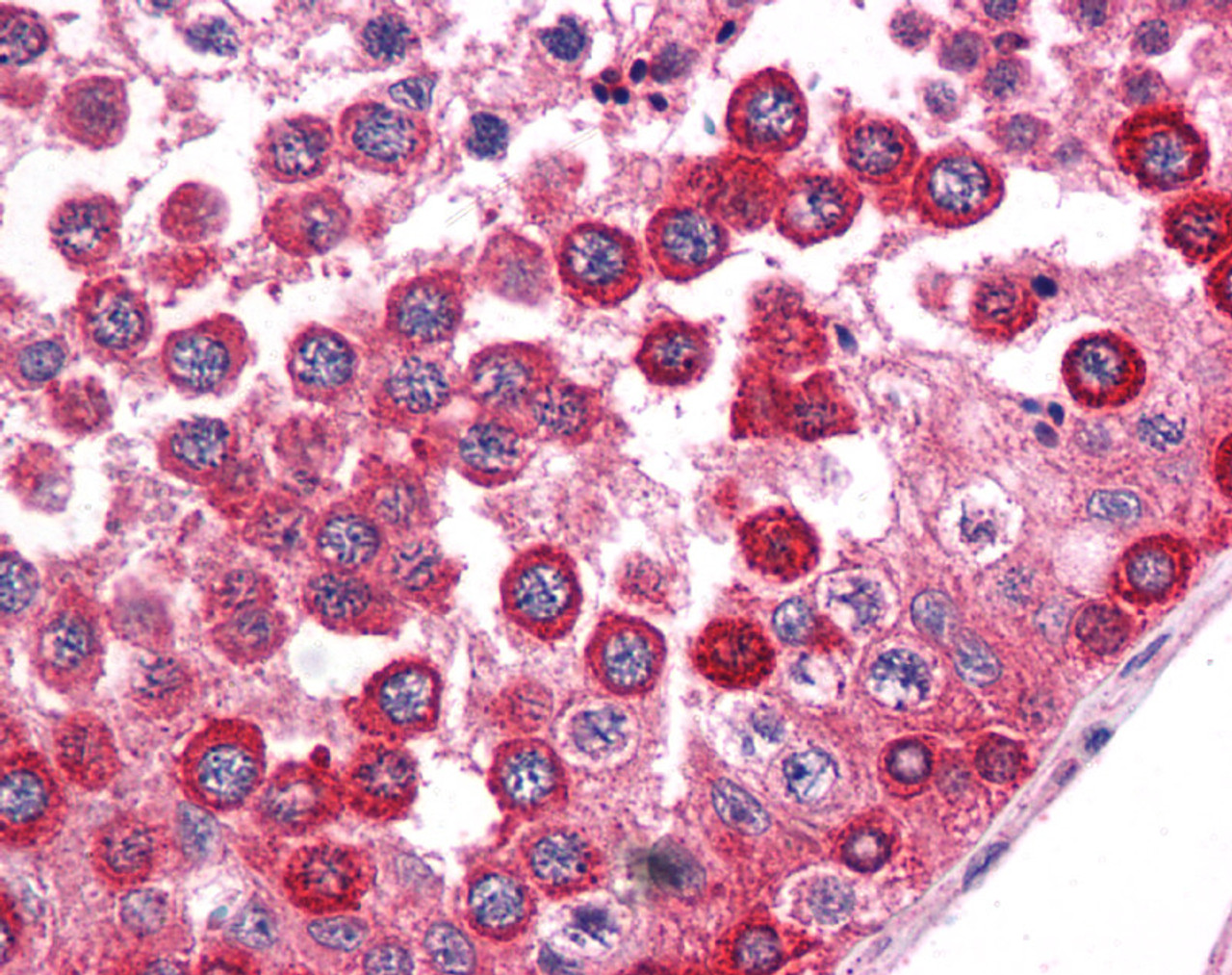 Antibody used in IHC on Human Testis.