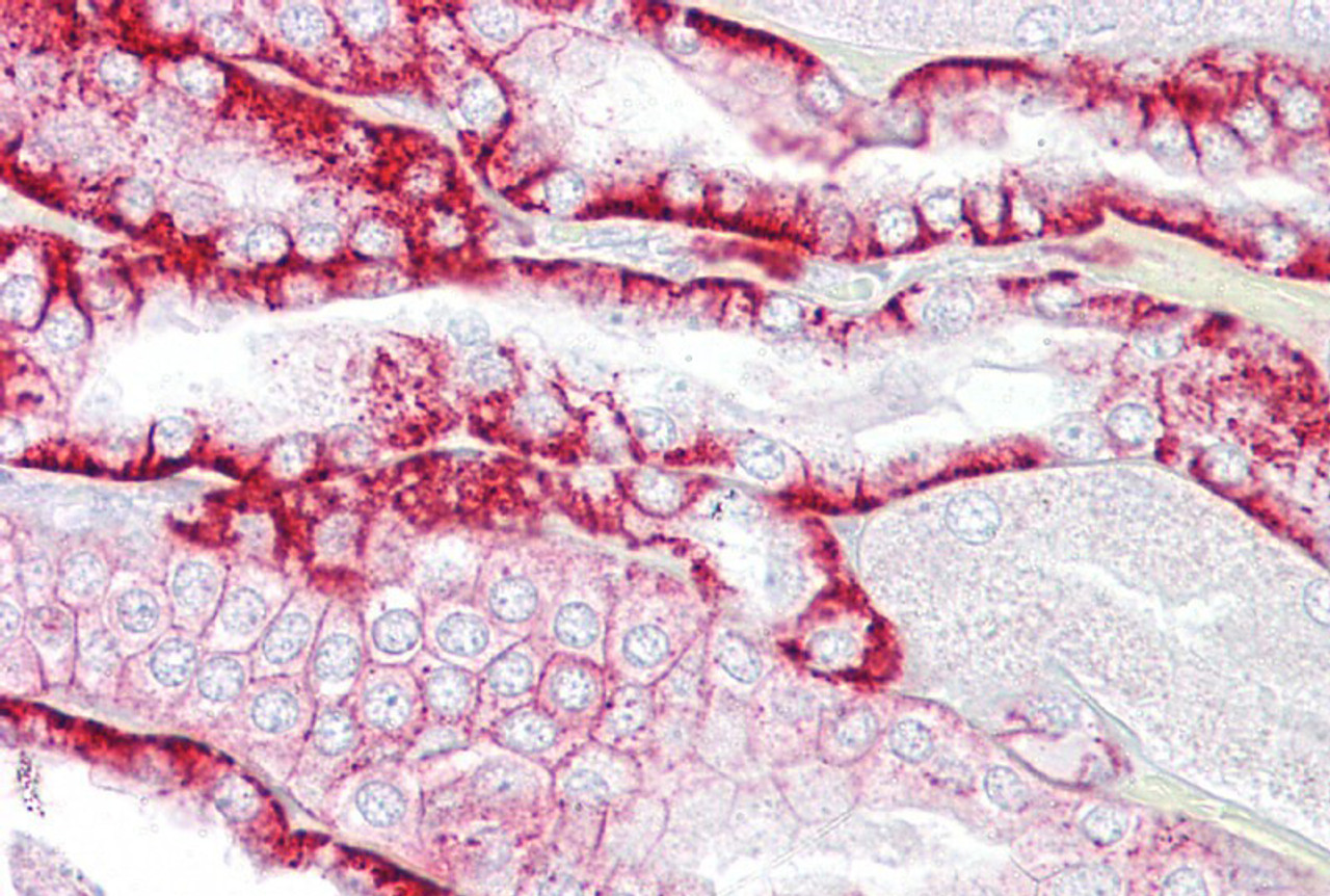 Antibody used in IHC on Human Kidney at 5 ug/ml.