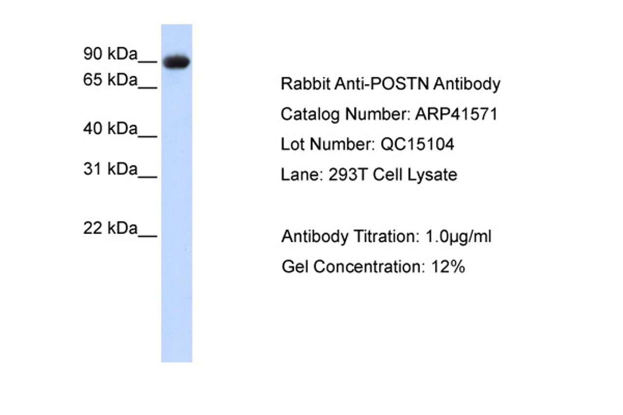 Antibody used in WB on Human 293T at 1 ug/ml.