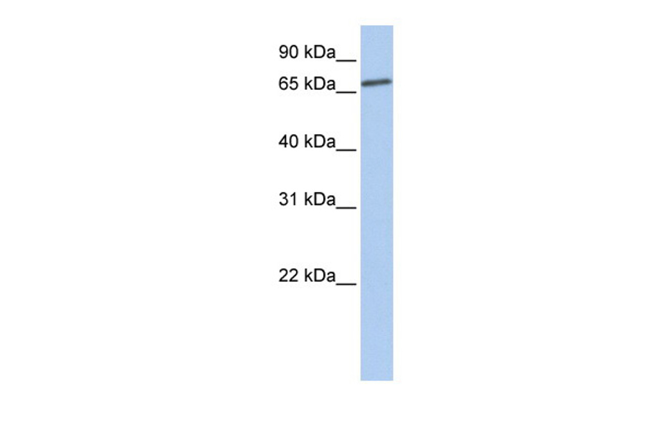 Antibody used in WB on Human Liver at 0.2-1 ug/ml.