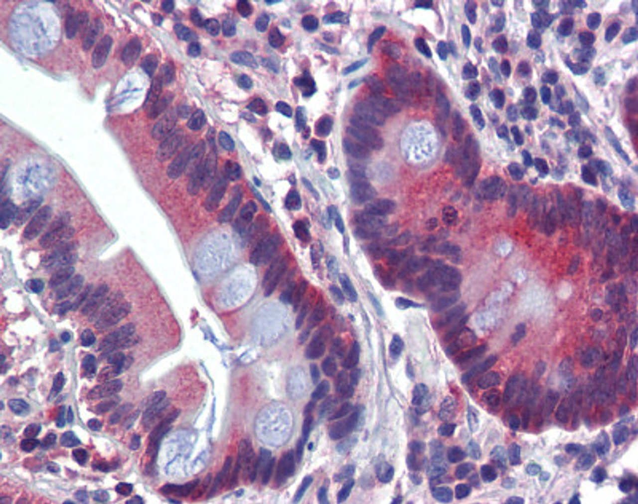 Antibody used in IHC on Human small intestine at 5 ug/ml.