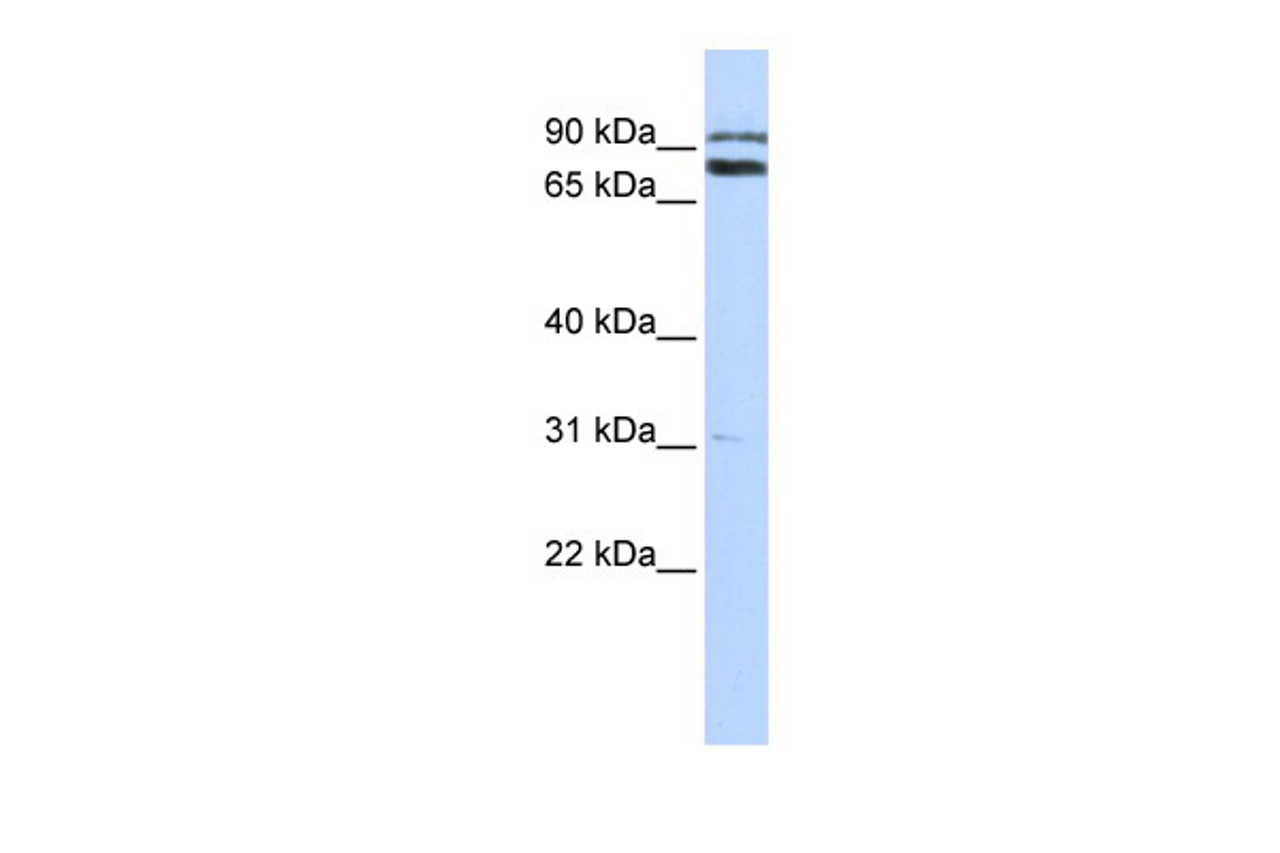 Antibody used in WB on Human HepG2 at 0.2-1 ug/ml.