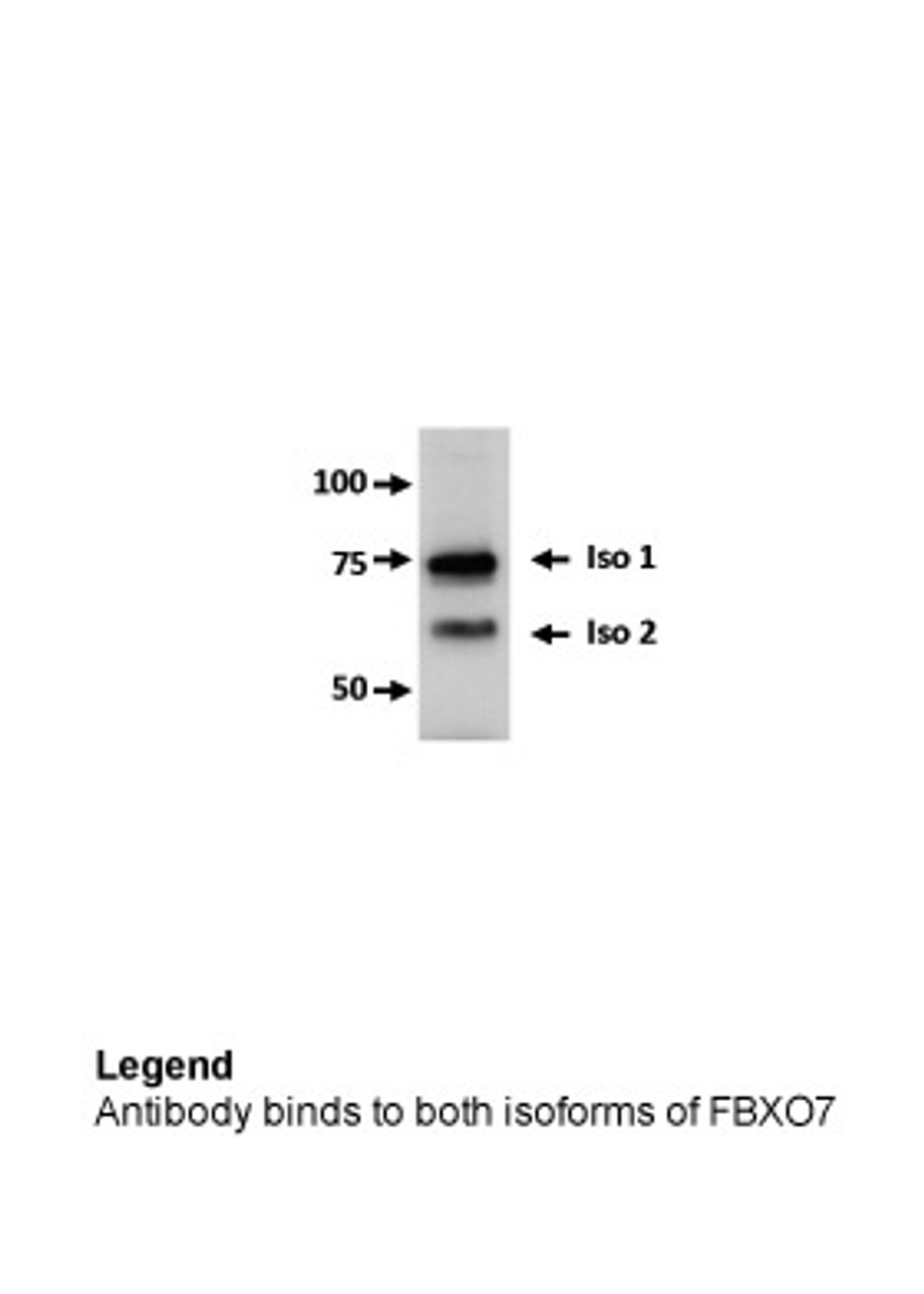 Antibody used in WB on Human U2OS at 5 ug/ml.