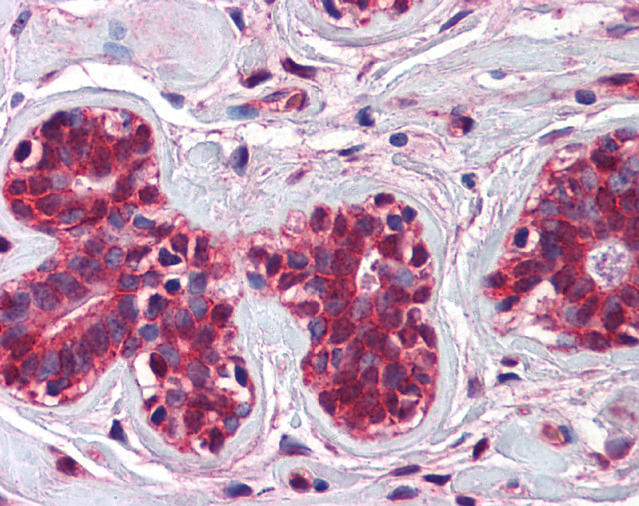 Antibody used in IHC on Human Breast.