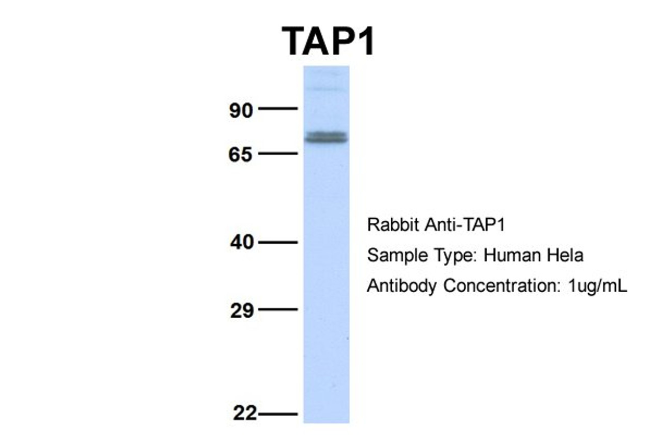 Antibody used in WB on Human Hela at 1 ug/ml.