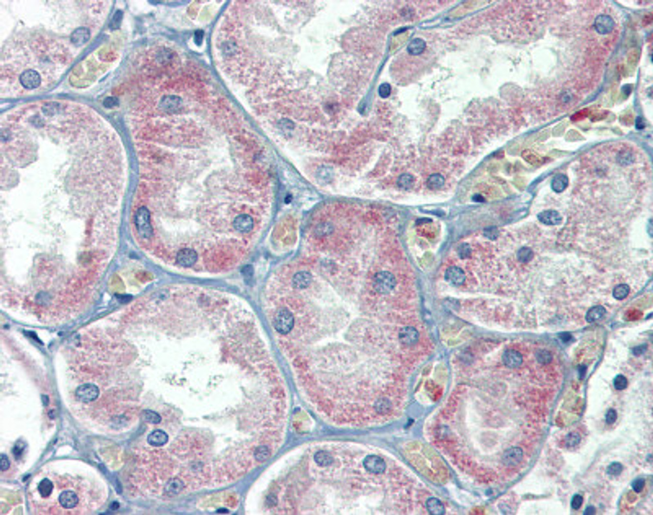 Antibody used in IHC on Human Liver.