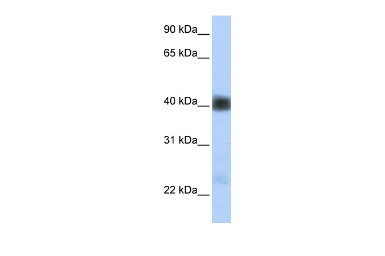 Antibody used in WB on Human Heart at 0.2-1 ug/ml.