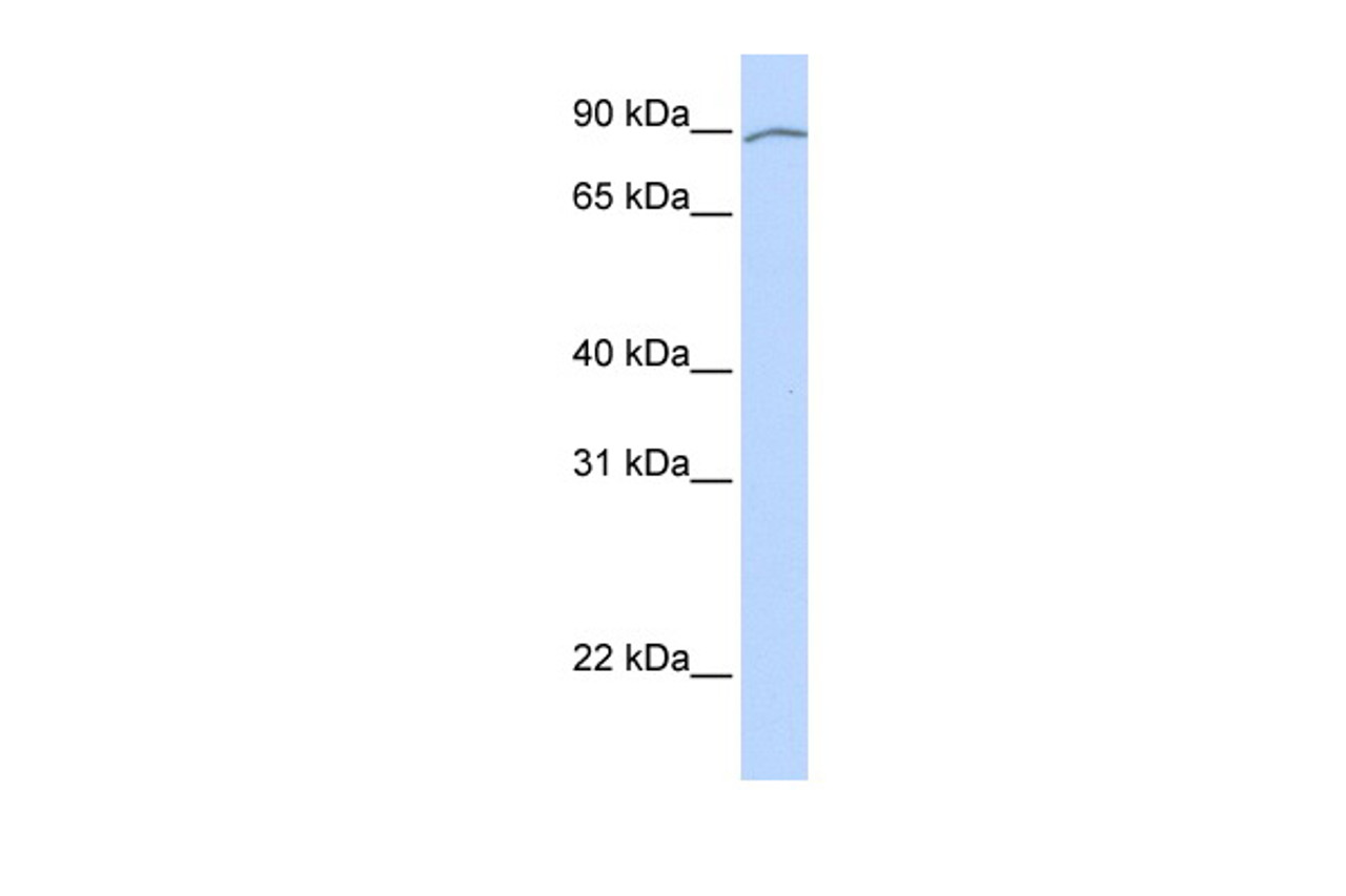 Antibody used in WB on Human Heart at 0.2-1 ug/ml.