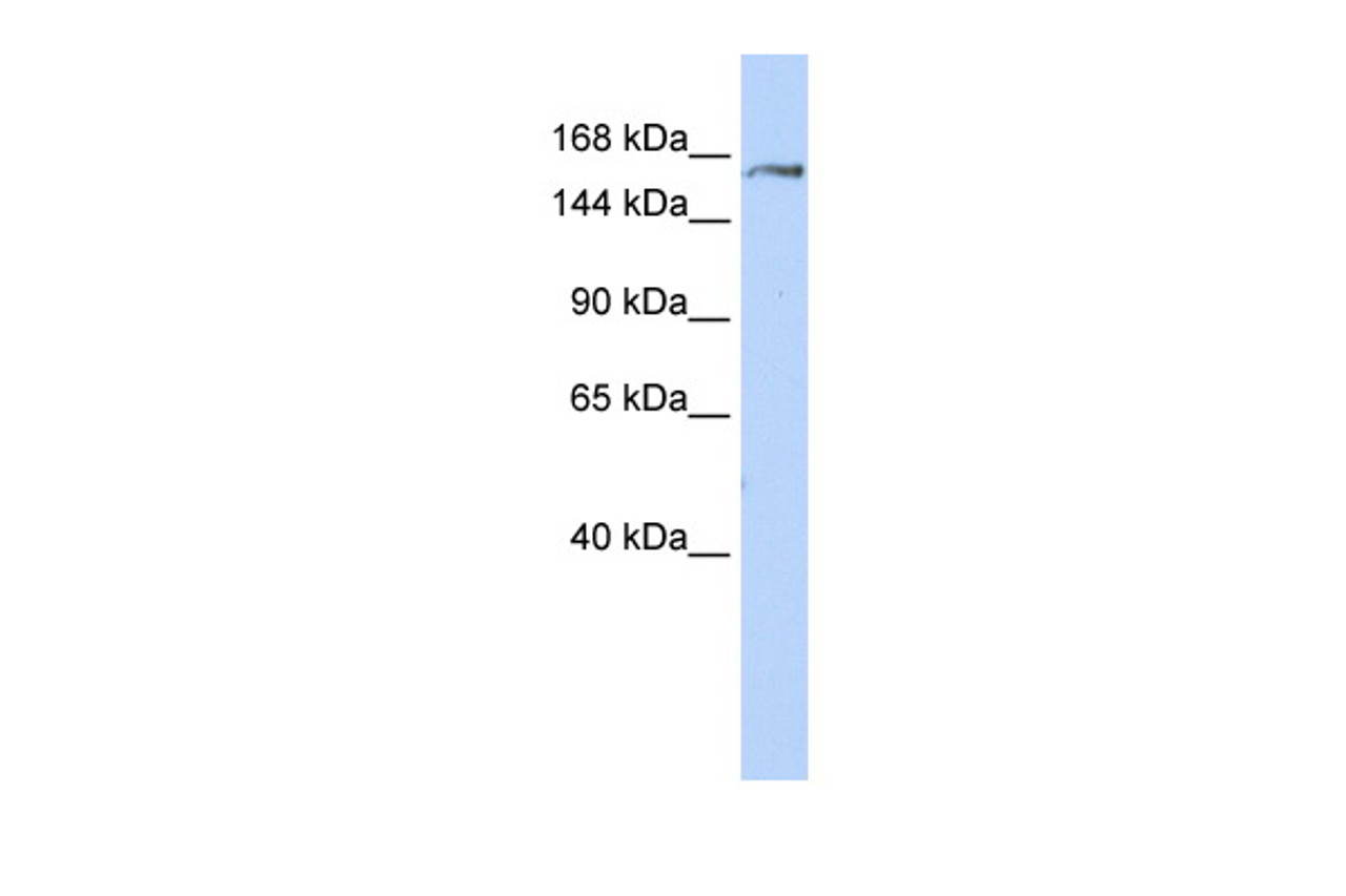 Antibody used in WB on Human HEK293T cells at 0.2-1 ug/ml.