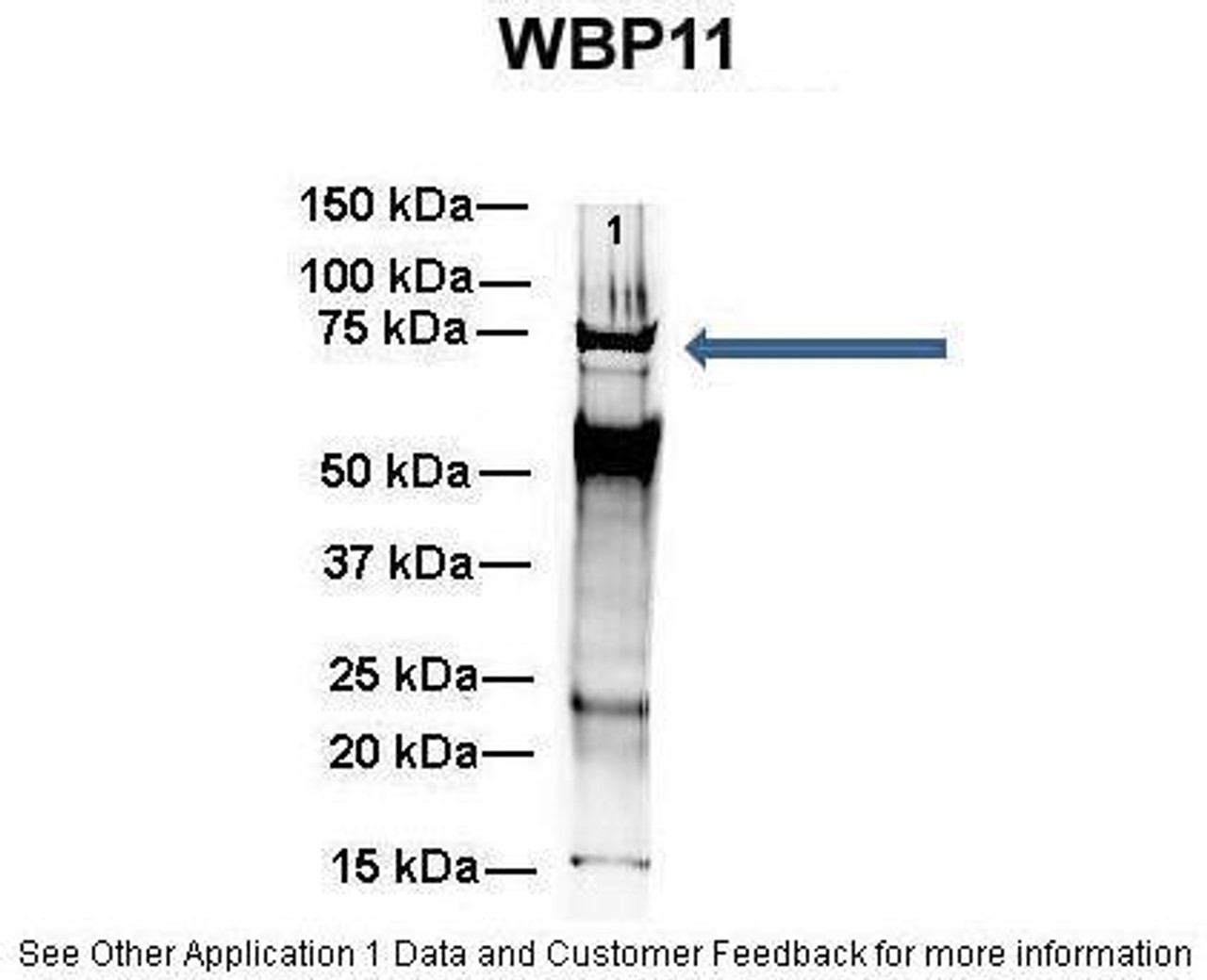 Antibody used in IP on Mouse brain at 1:500.