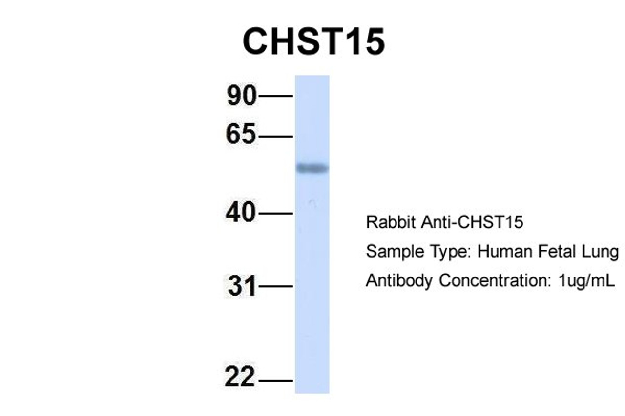 Antibody used in WB on Hum. Fetal Lung at 1 ug/ml.