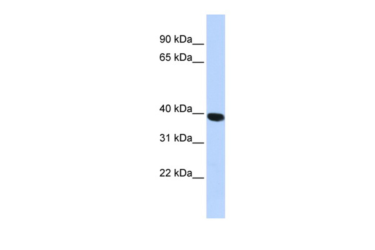 Antibody used in WB on Human HepG2 at 1 ug/ml.