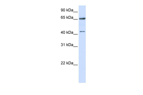 Antibody used in WB on Human 293T at 0.2-1 ug/ml.