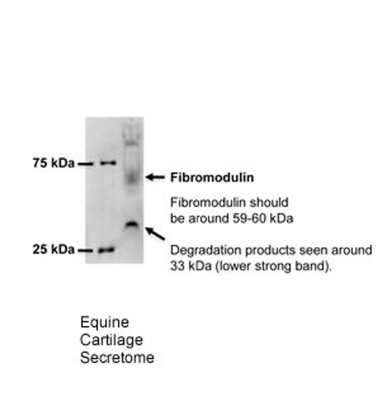 Antibody used in WB on Equine at 1:500.
