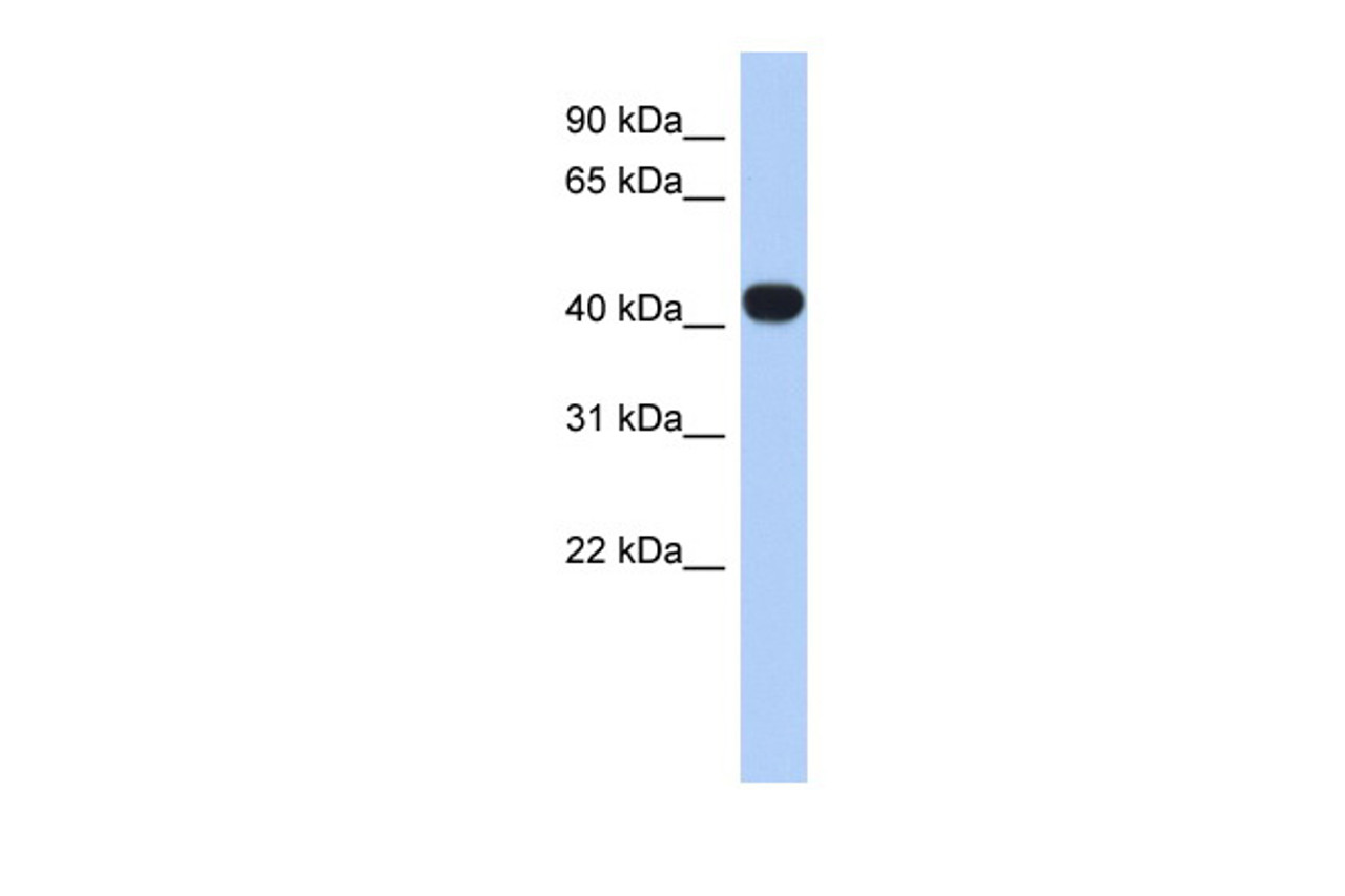 Antibody used in WB on Human Heart at 0.2-1 ug/ml.