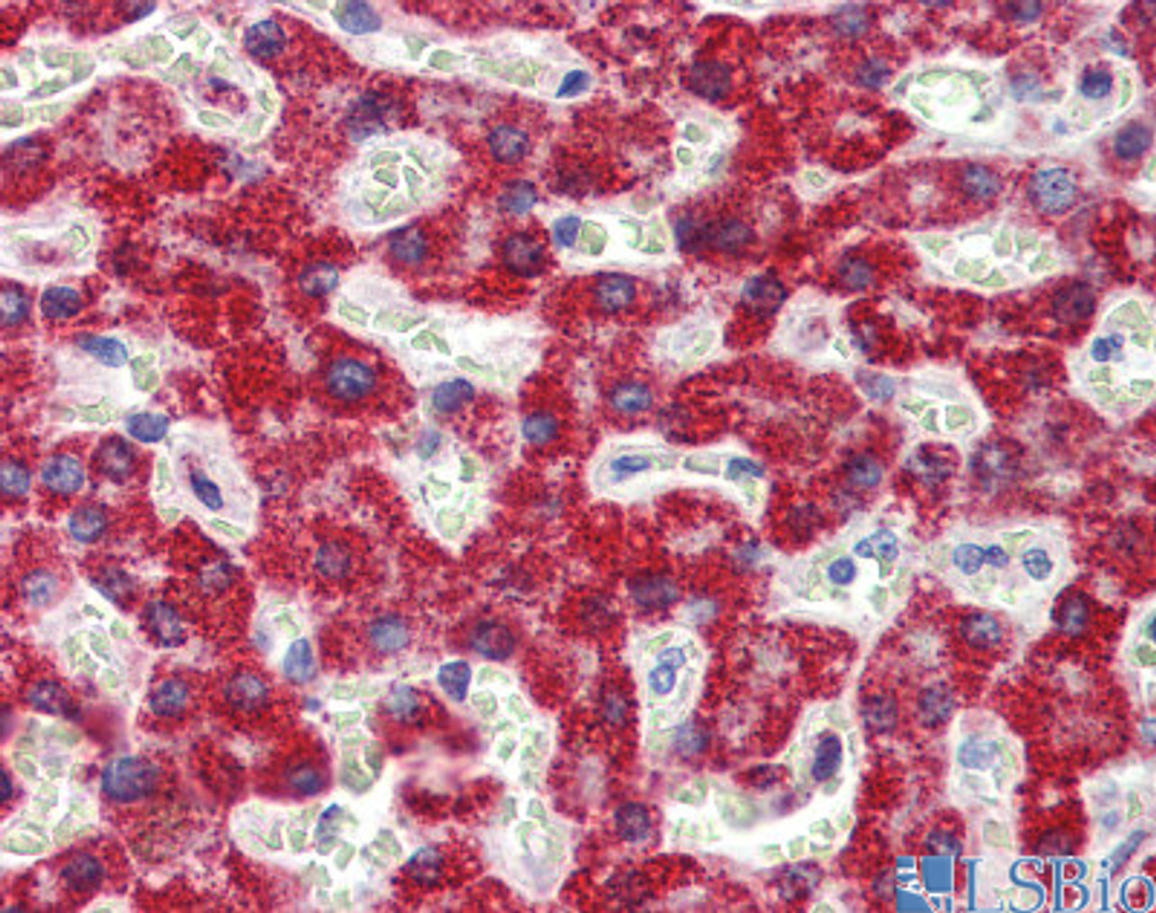 Antibody used in IHC on Human Liver.