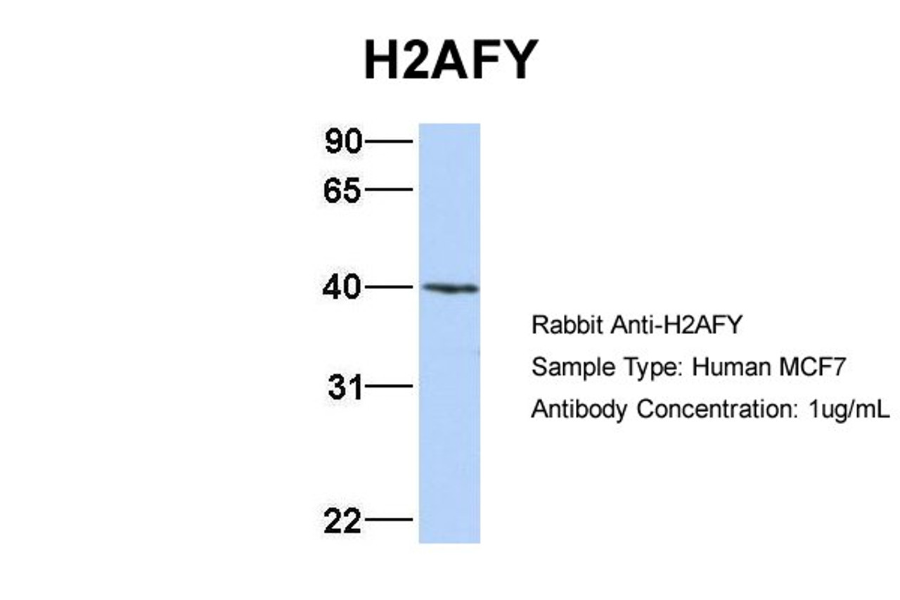 Antibody used in WB on Human MCF7 cells at 1 ug/ml.