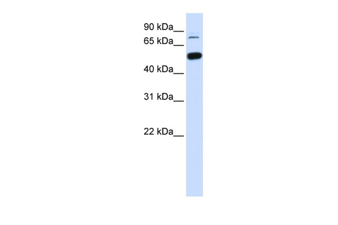 Antibody used in WB on Human Liver at 0.2-1 ug/ml.